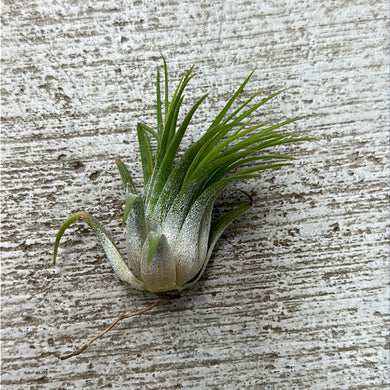 Ionantha Rubra 1-2