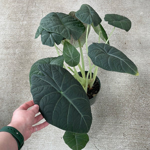 Alocasia 'Maharani' 6"