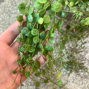 Peperomia Prostrata 4.5" - String of Turtles