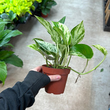 Load image into Gallery viewer, Epipremnum aureum &#39;Marble Queen&#39; 4&quot; - Pothos