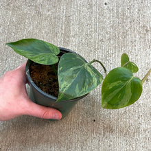 Load image into Gallery viewer, Philodendron scandens variegata 4&quot; - Variegated Heartleaf Philodendron