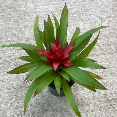 Bromeliad 'Assorted' 4