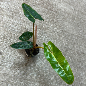 Philodendron Billietiae 2" TC