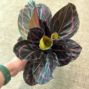 Calathea 'Dottie' 6"