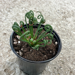 Albuca Frizzle Sizzle 4in