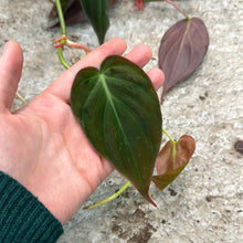 Load image into Gallery viewer, Philodendron Micans 6&quot;