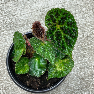 Begonia Ferox 4" Plant 'A'