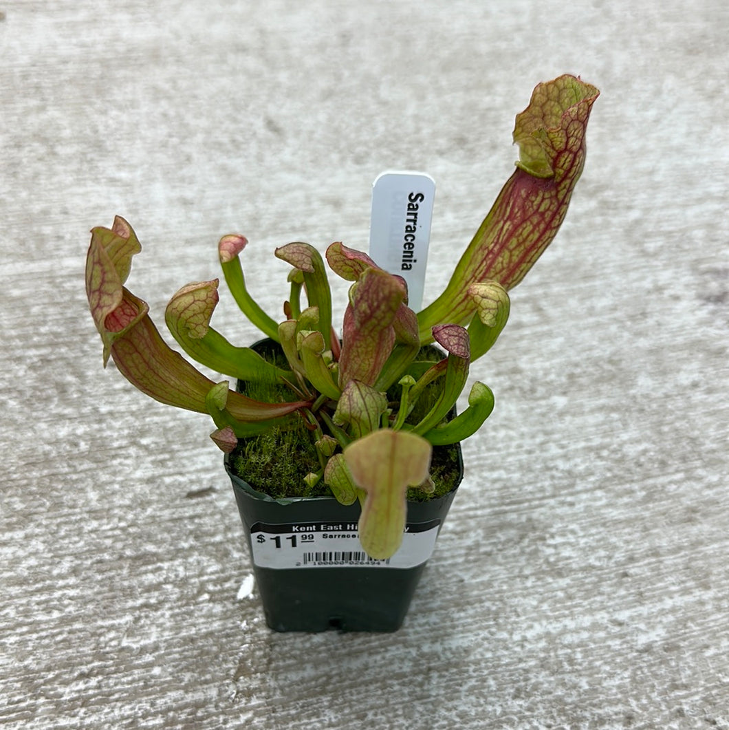 Sarracenia 2