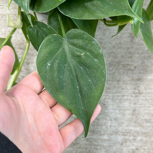 Philodendron cordatum 8" HB