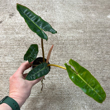 Load image into Gallery viewer, Philodendron Billietiae 2&quot; TC