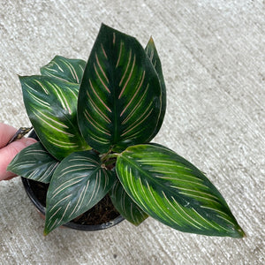 Calathea Beauty Star 4"