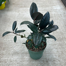 Load image into Gallery viewer, Ficus &#39;Robusta&#39;  Burgundy 6&quot; - Burgundy Rubber Tree