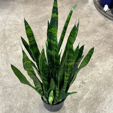 Load image into Gallery viewer, Sansevieria Black Coral 10&quot; - Black Coral Snake Plant