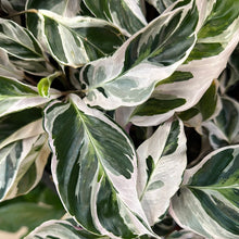 Load image into Gallery viewer, Calathea &#39;White Fusion&#39; 4&quot;