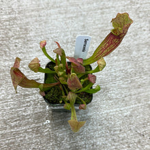 Load image into Gallery viewer, Sarracenia 2&quot;