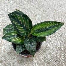 Load image into Gallery viewer, Calathea Beauty Star 4&quot;