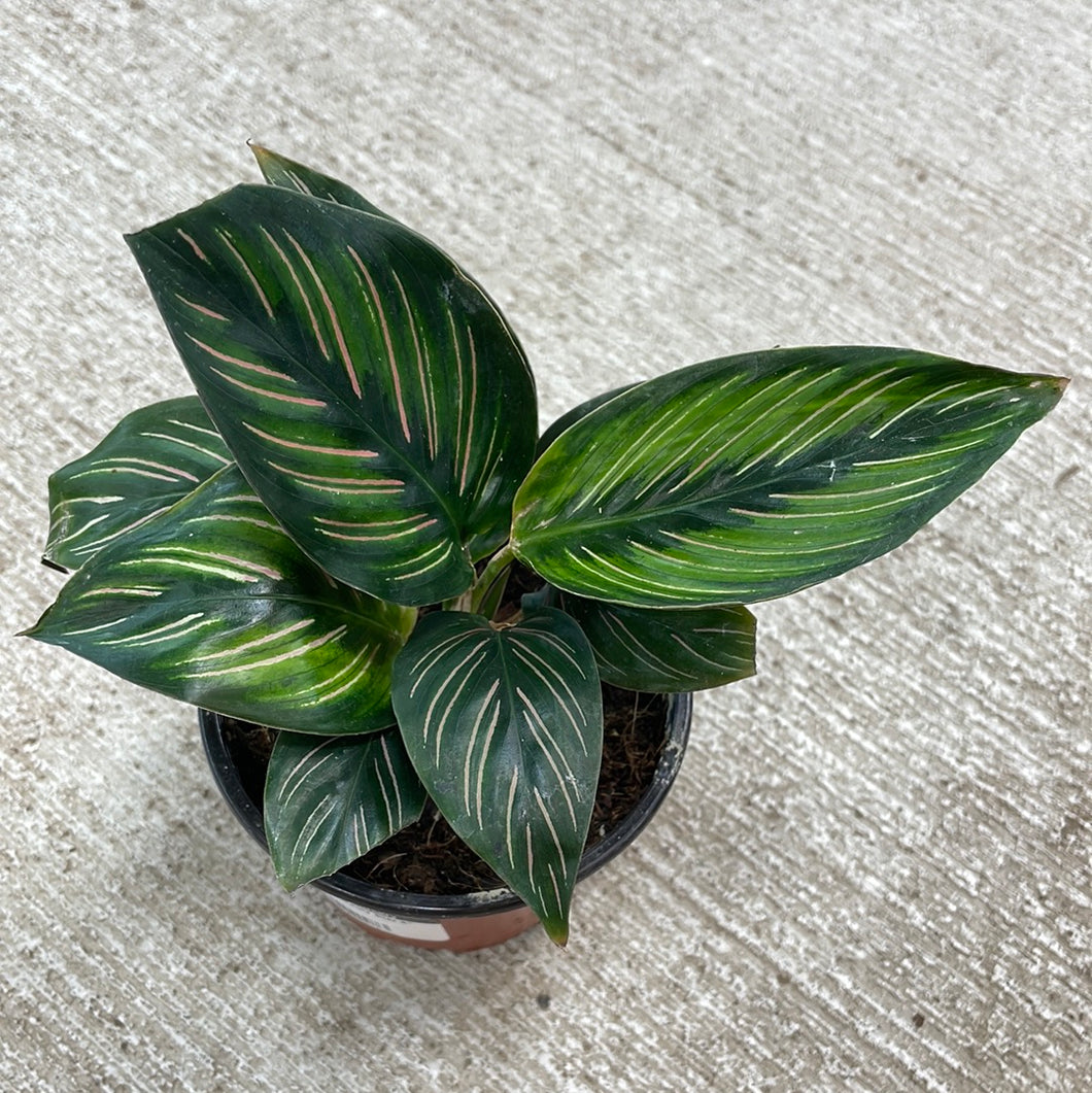 Calathea Beauty Star 4