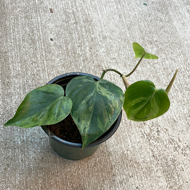 Philodendron scandens variegata 4