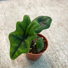 Load image into Gallery viewer, Alocasia Jacklyn 2&quot;