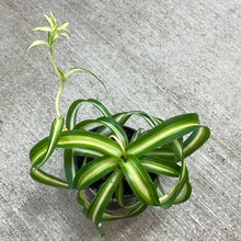 Load image into Gallery viewer, Chlorophytum c. &#39;Bonnie&#39; 4&quot; - Curly Spider Plant