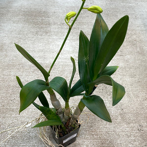 Dendrobium 'Waianae Valley x Kurashige'