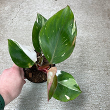 Load image into Gallery viewer, Philodendron White Knight 4&quot;